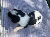 Black/White Landseer Male #1, a male Newfoundland for sale in Burlington, WY – 3 of 3