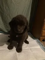 Teal Boy, a female Newfoundland for sale in Burlington, WY – Photo 2 of 6