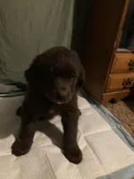 Teal Boy, a female Newfoundland for sale in Burlington, WY – Photo 3 of 6