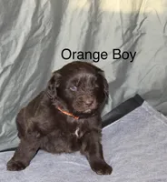 Orange Boy, a female Newfoundland for sale in Burlington, WY – Photo 1 of 3