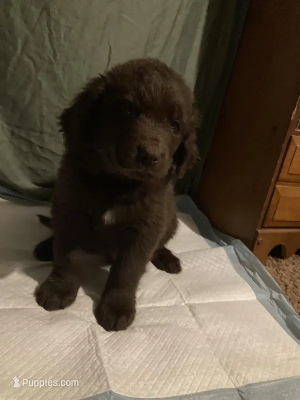 Teal Boy, a female Newfoundland for sale in Burlington, WY – Photo 1 of 6