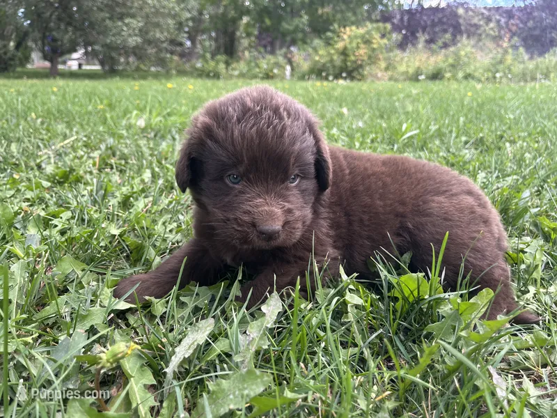 Brown Male – Newfoundland puppy on hold in Burlington, WY