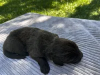 Brown Female #1, a female Newfoundland for sale in Burlington, WY – 2 of 3