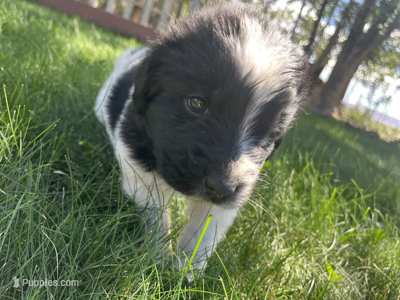 Black/White Landseer Female #5 – Newfoundland puppy for sale in Burlington, WY