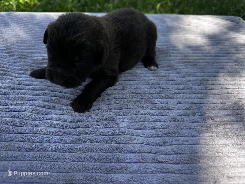 Brown Female #2 – Newfoundland puppy for sale in Burlington, WY