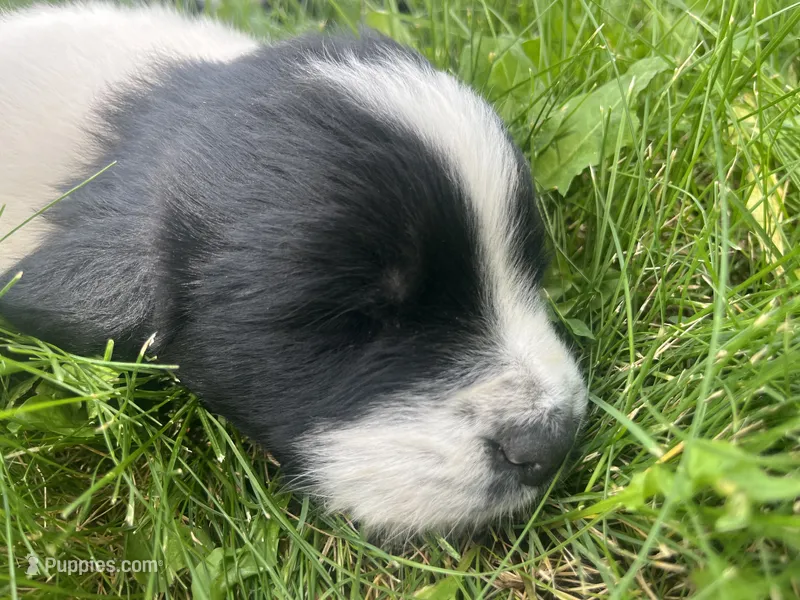 Black/White Landseer Female #2 – Newfoundland puppy for sale in Burlington, WY