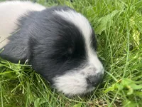 Black/White Landseer Female #2, a female Newfoundland for sale in Burlington, WY – 1 of 7