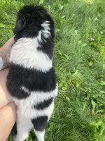 Black/White Landseer Female #5, a female Newfoundland for sale in Burlington, WY – 4 of 7