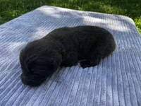 Brown Female #2, a female Newfoundland for sale in Burlington, WY – 2 of 3