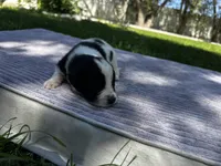 Black/White Landseer Male #1, a male Newfoundland for sale in Burlington, WY – 1 of 3