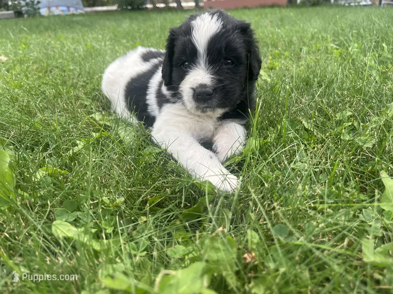 Black/White Landseer Male #2 – Newfoundland puppy for sale in Burlington, WY