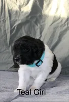 Teal Girl, a female Newfoundland for sale in Burlington, WY – Photo 1 of 3