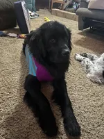 Teal Girl, a female Newfoundland for sale in Burlington, WY – Photo 2 of 3