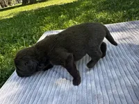 Brown Female #2, a female Newfoundland for sale in Burlington, WY – 3 of 3