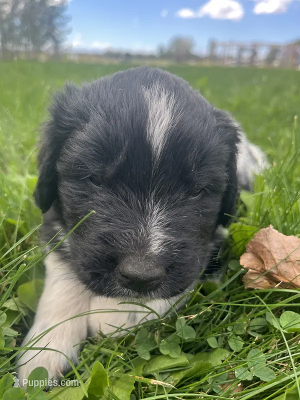 Black/White Landseer Female #4 – Newfoundland puppy for sale in Burlington, WY