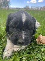 Black/White Landseer Female #4, a female Newfoundland for sale in Burlington, WY – 1 of 6