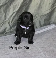 Purple Girl, a female Newfoundland for sale in Burlington, WY – Photo 1 of 3