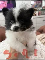 girl , a female Pomeranian for sale in Swampscott, MA – 1 of 2