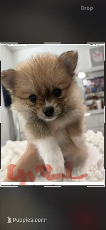 girl – Pomeranian puppy for sale in Swampscott, MA