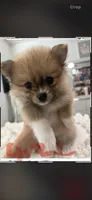 girl, a female Pomeranian for sale in Swampscott, MA – 1 of 1