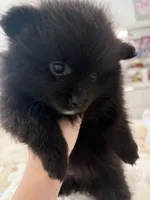 girl, a female Pomeranian for sale in Swampscott, MA – 2 of 2