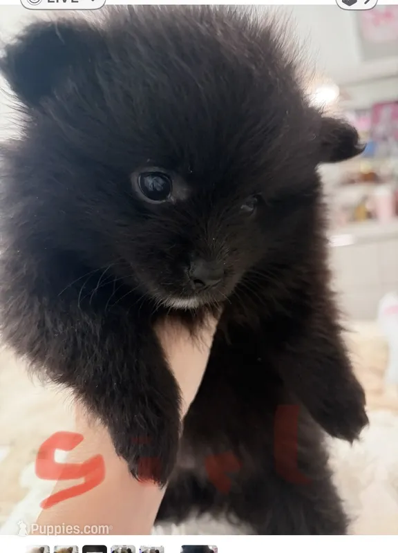 girl – Pomeranian puppy for sale in Swampscott, MA