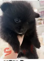 girl, a female Pomeranian for sale in Swampscott, MA – 1 of 2