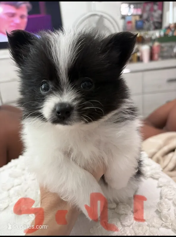 3 girls – Pomeranian puppy for sale in Swampscott, MA