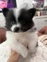 girl , a female Pomeranian for sale in Swampscott, MA – 2 of 2