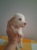 Boy #3 Long coat white with cream , a male Miniature Dachshund for sale in Staunton, IL – 4 of 7