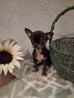 BUGSY (Bug for short ) , a male Chihuahua for sale in Staunton, IL – 2 of 10