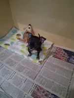 Baby boy #3, a male Chihuahua for sale in Staunton, IL – 6 of 7