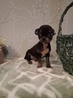 BUGSY (Bug for short ) , a male Chihuahua for sale in Staunton, IL – 9 of 10