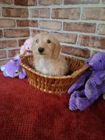 ON HOLD , a female Miniature Dachshund for sale in Staunton, IL – 6 of 10