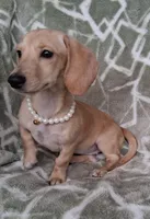 Smooth coat female , a female Miniature Dachshund for sale in Staunton, IL – 2 of 10