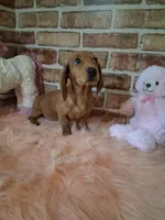 Baby girl, a female Miniature Dachshund for sale in Staunton, IL – Photo 6 of 9