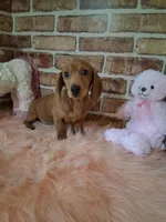 Baby girl, a female Miniature Dachshund for sale in Staunton, IL – Photo 8 of 9