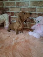 Baby girl, a female Miniature Dachshund for sale in Staunton, IL – Photo 4 of 9