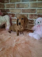 Baby girl, a female Miniature Dachshund for sale in Staunton, IL – Photo 3 of 9