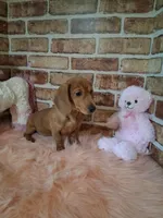 Baby girl, a female Miniature Dachshund for sale in Staunton, IL – Photo 9 of 9