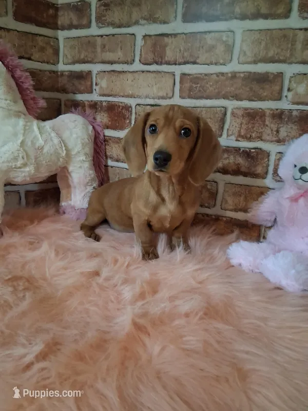Baby girl – Miniature Dachshund puppy for sale in Staunton, IL