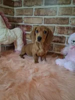 Baby girl, a female Miniature Dachshund for sale in Staunton, IL – Photo 1 of 9