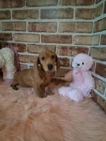 Baby girl, a female Miniature Dachshund for sale in Staunton, IL – Photo 7 of 9
