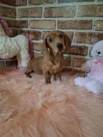 Baby girl, a female Miniature Dachshund for sale in Staunton, IL – Photo 2 of 9
