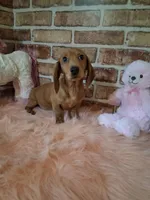 Baby girl, a female Miniature Dachshund for sale in Staunton, IL – Photo 5 of 9