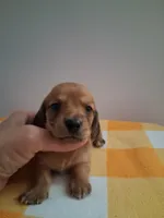 boy #2 long coat cream shade , a male Miniature Dachshund for sale in Staunton, IL – 3 of 7