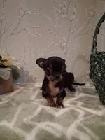 BUGSY (Bug for short ) , a male Chihuahua for sale in Staunton, IL – 8 of 10