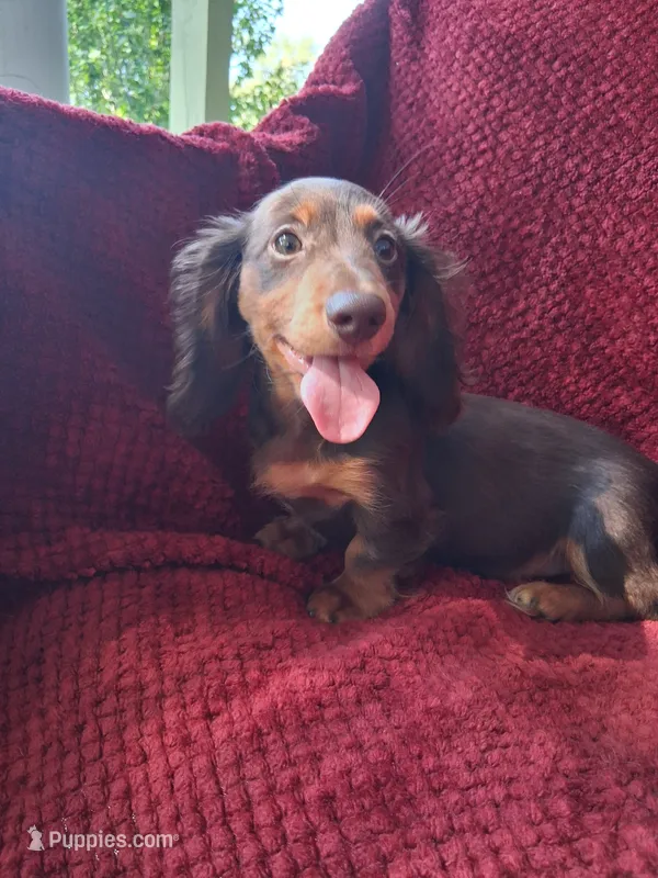 Chocolate long coat girl – Miniature Dachshund puppy for sale in Staunton, IL