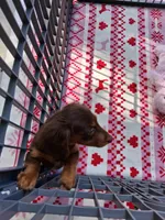 Baby girl #2, a female Miniature Dachshund for sale in Staunton, IL – 5 of 9