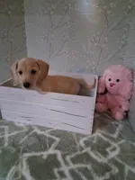Soft wire girl #1, a female Miniature Dachshund for sale in Staunton, IL – 2 of 10
